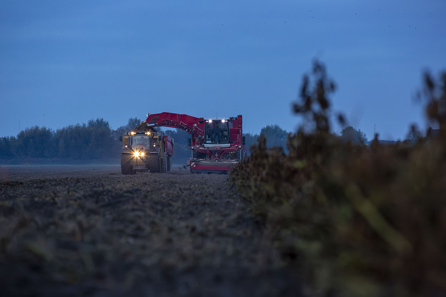 aardappelen rooien