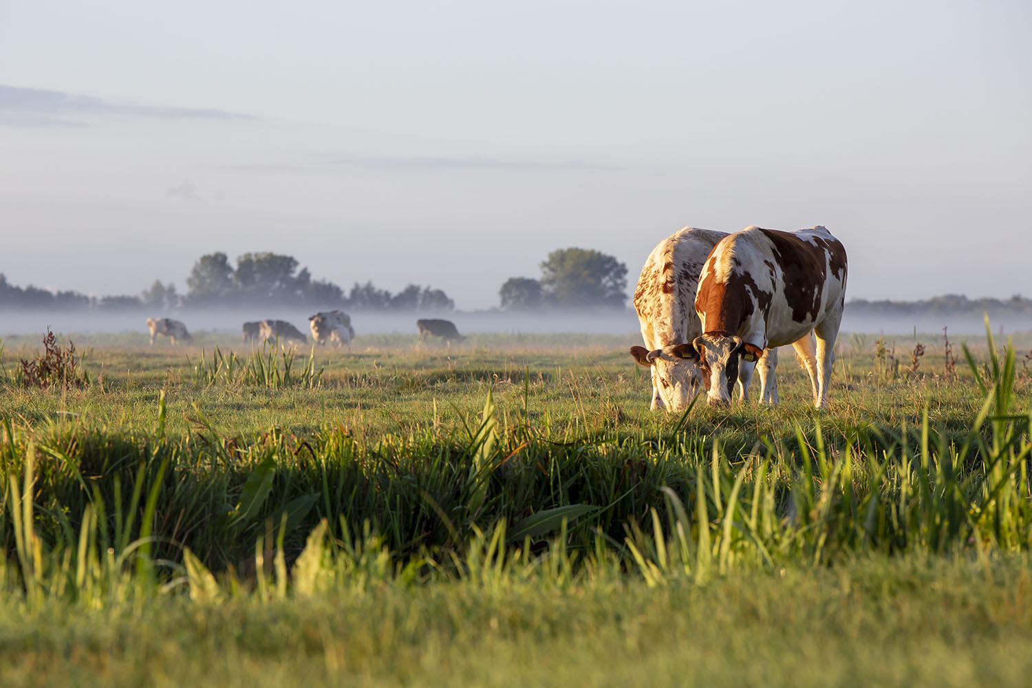 ochtendmist koeien weide