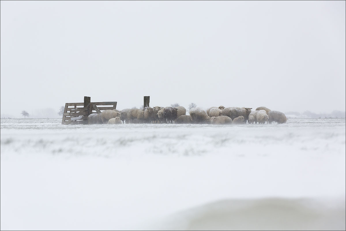 schapen sneeuw winter