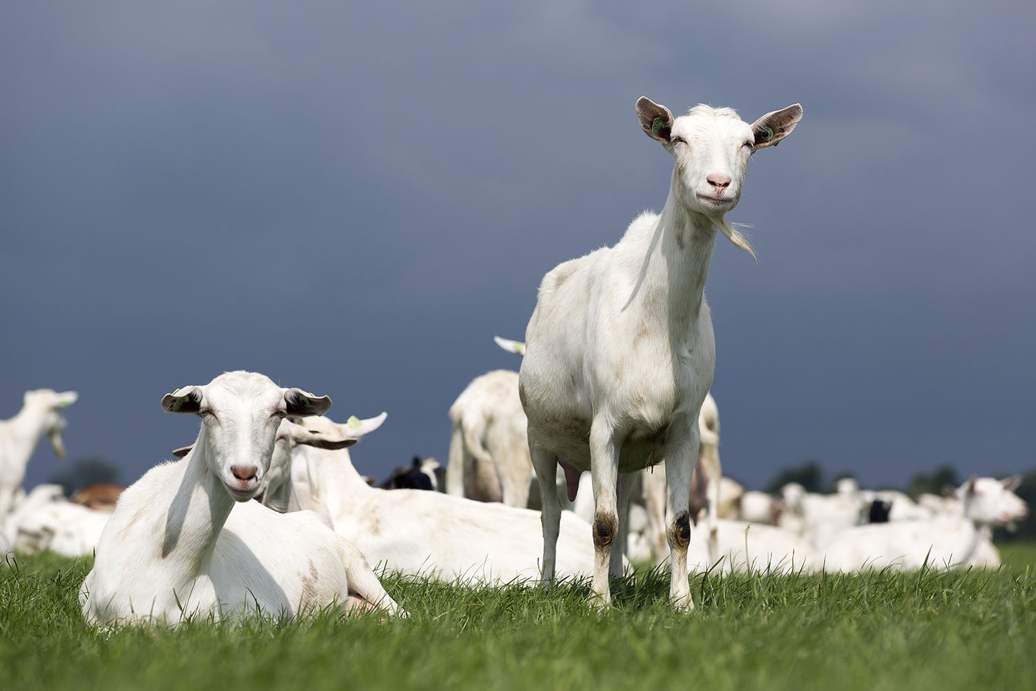 biologische geitenboerderij