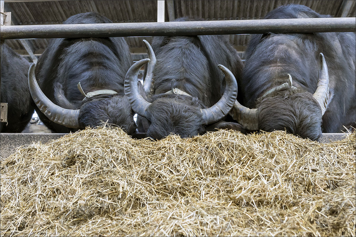 waterbuffelboerderij