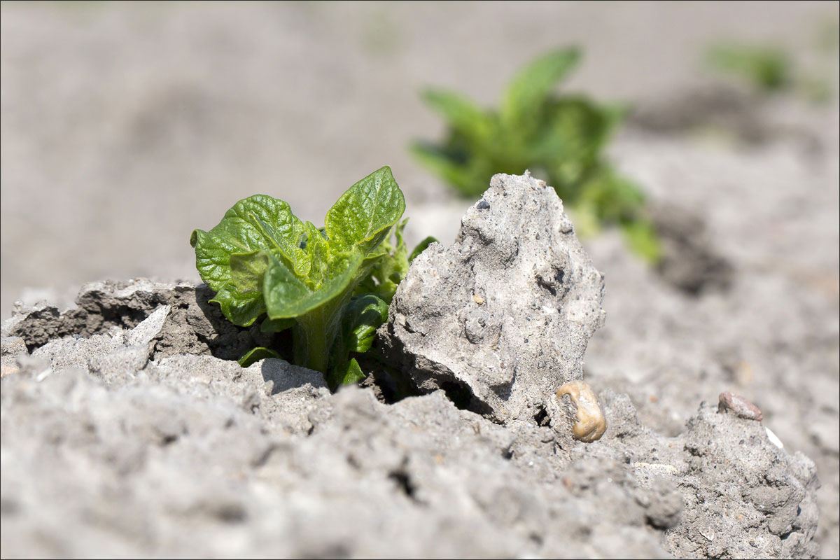 aardappel plant