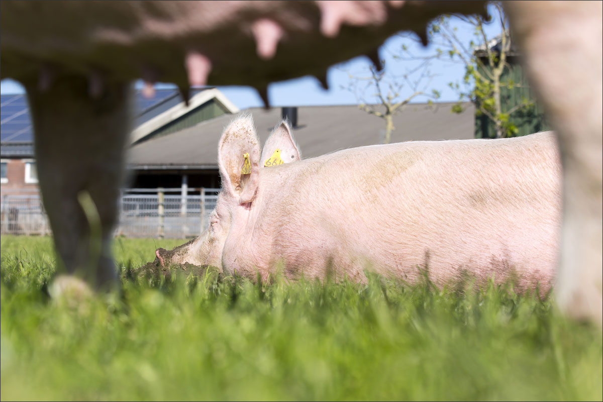 biologische varkens