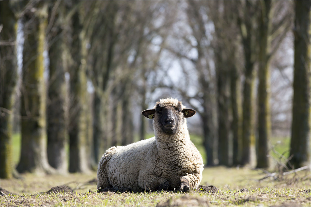 zwartkop schaap