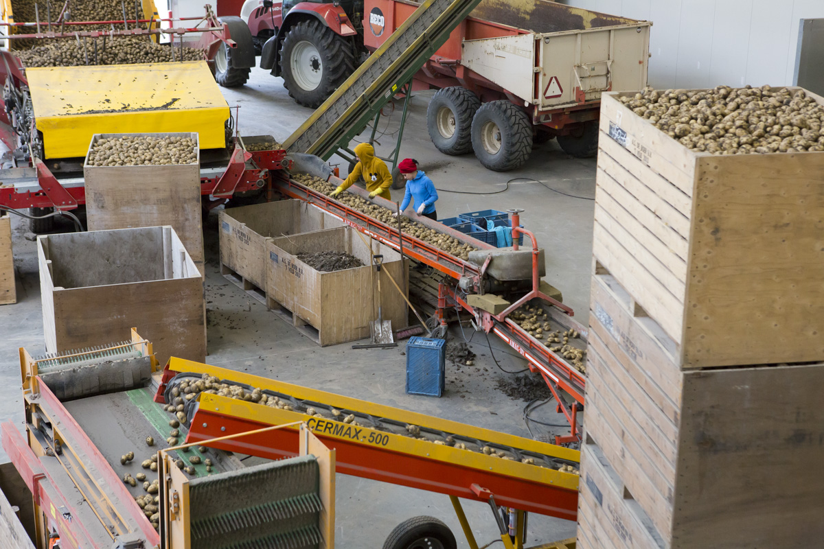 akkerbouw aardappelen sorteren