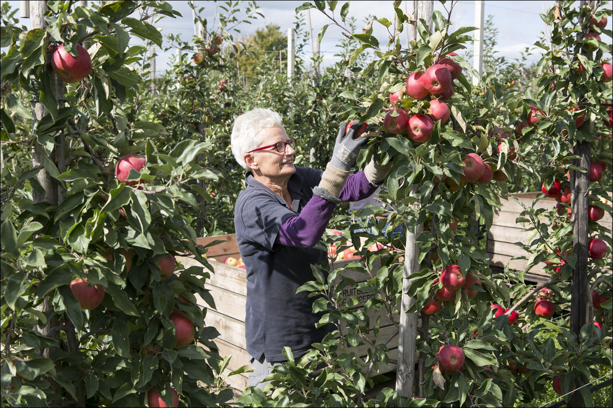 appels plukken