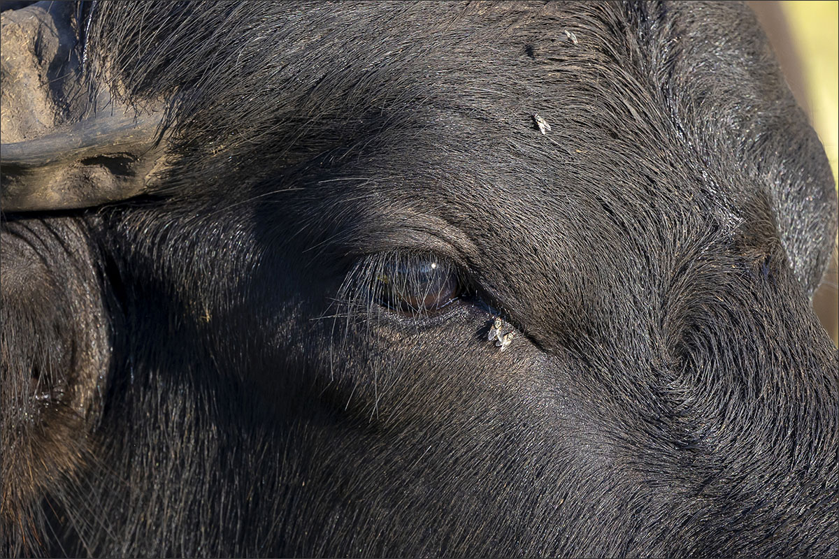 waterbuffelboerderij