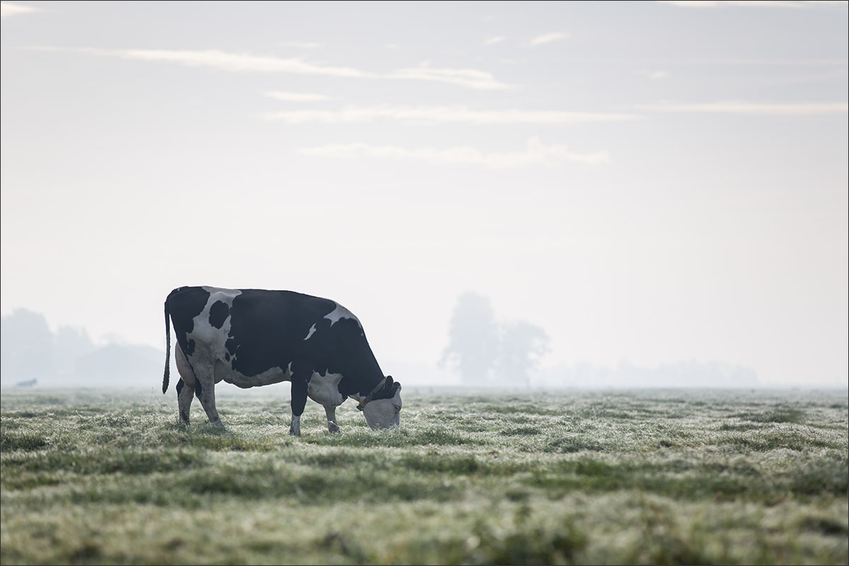 fotografie koe