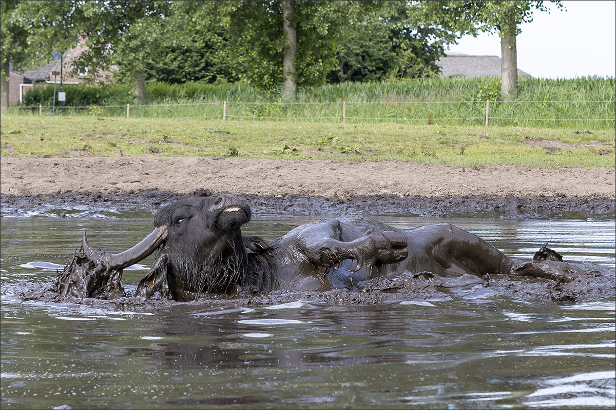 waterbuffel poel