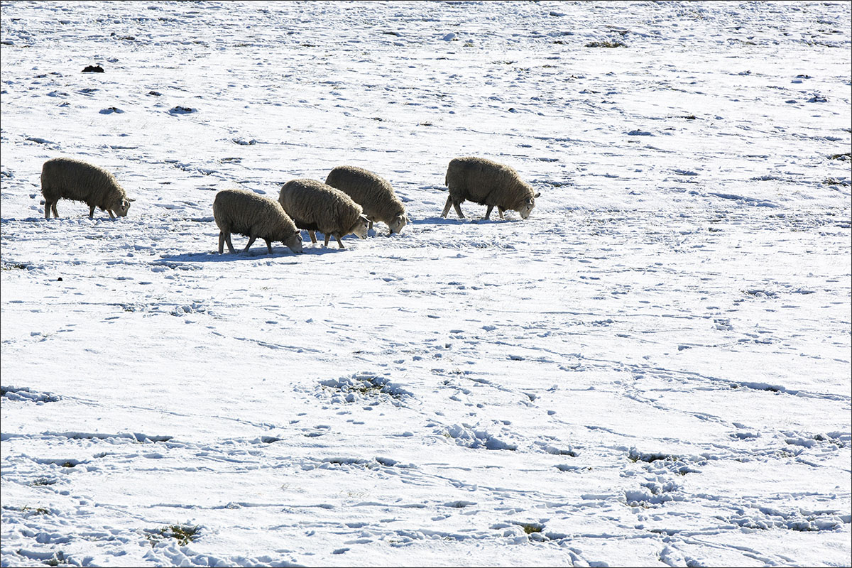 schapen sneeuw