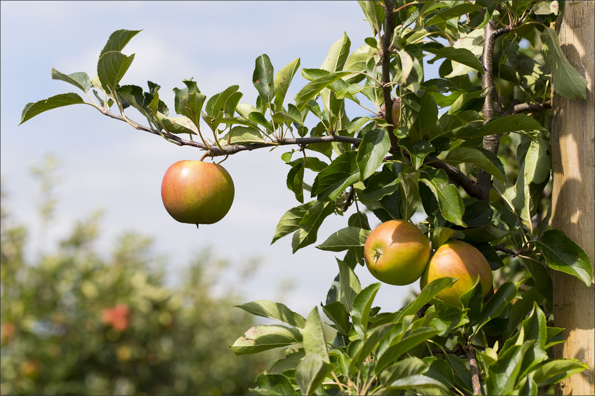 appelboomgaard