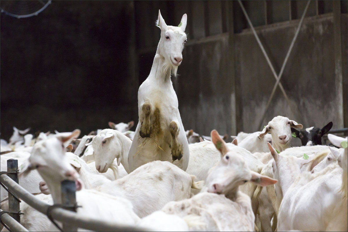 biologische geitenhouderij