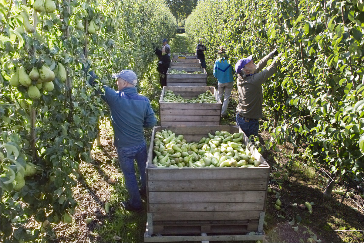 peren plukken