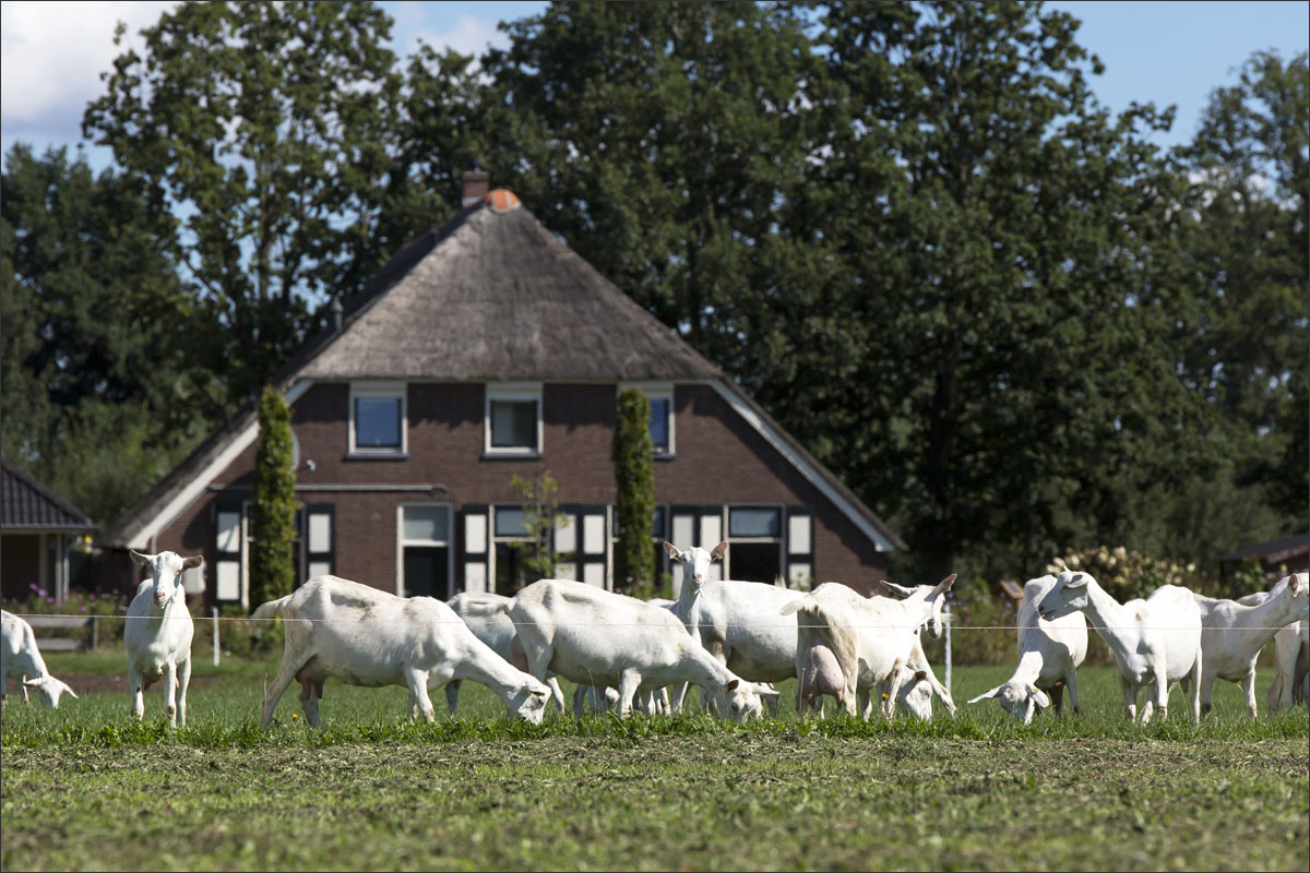 geiten boerderij