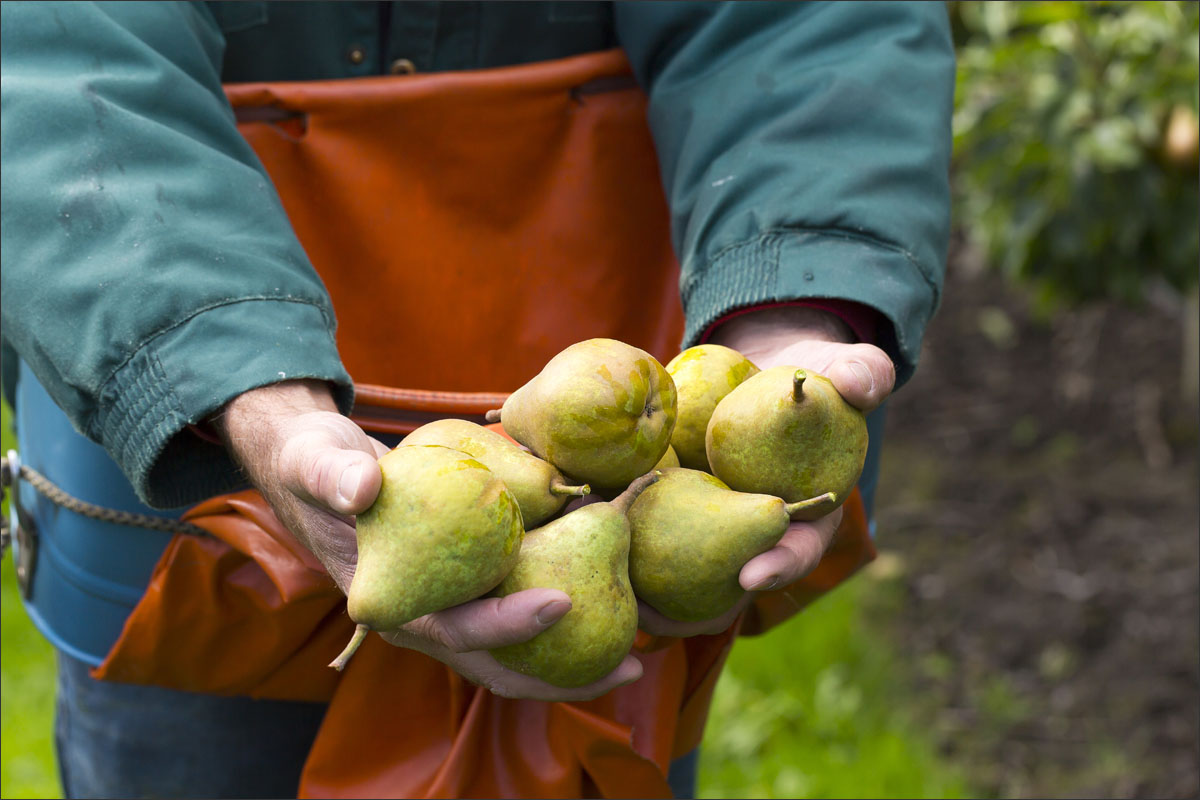 peren plukken