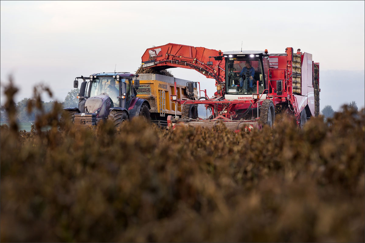 aardappelen rooien