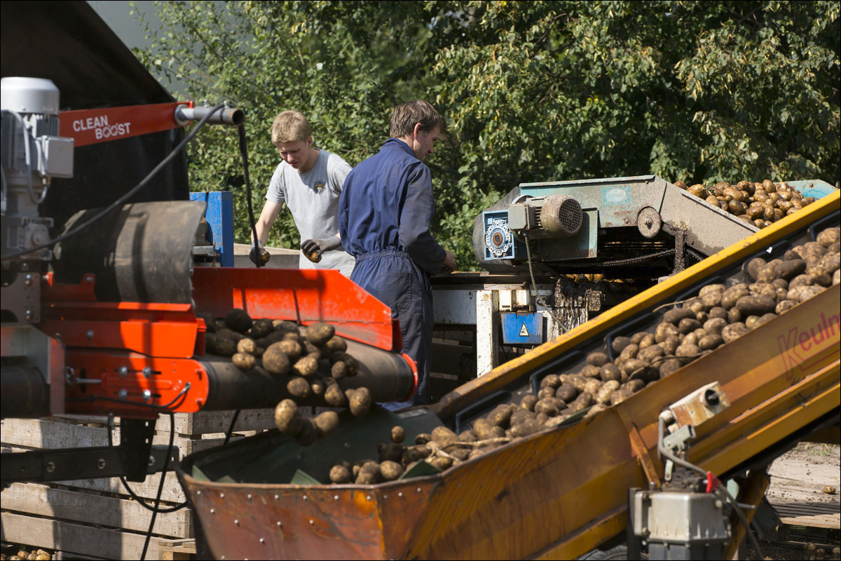 aardappelen sorteren