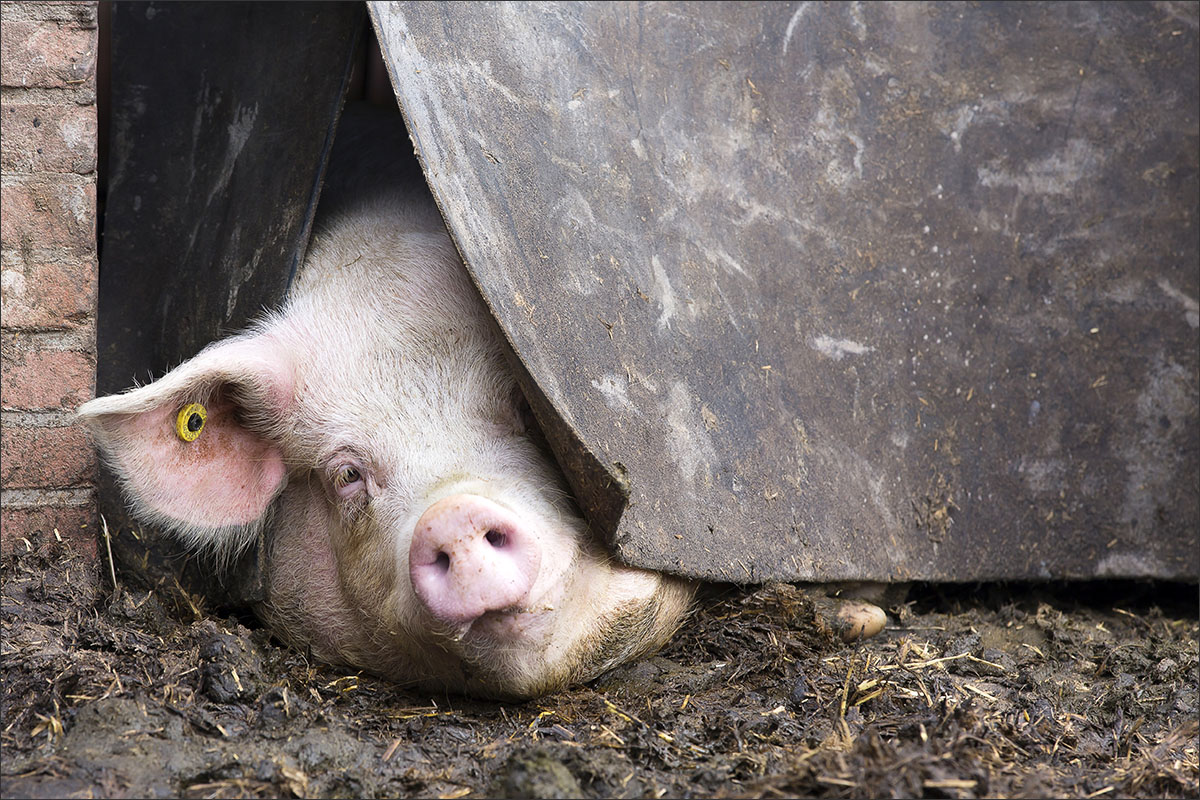 biologische varkens