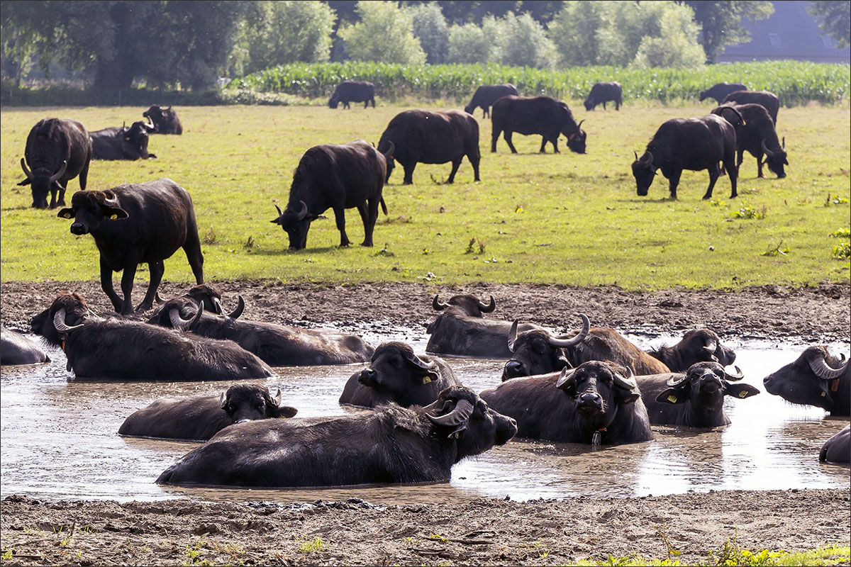 waterbuffels poel