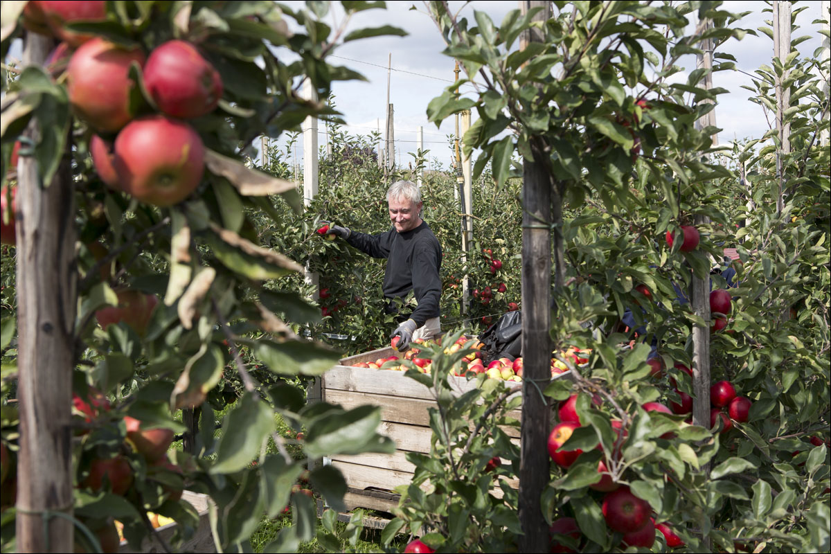 appels plukken