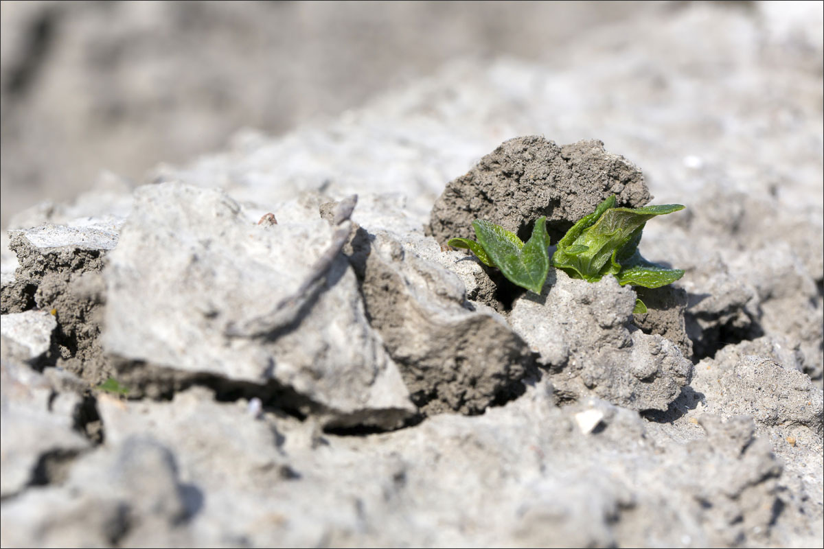 aardappelplanten