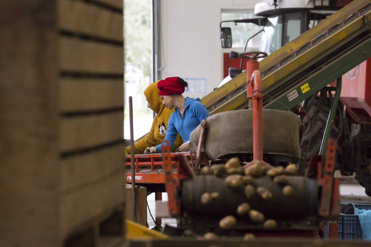 aardappelen sorteren