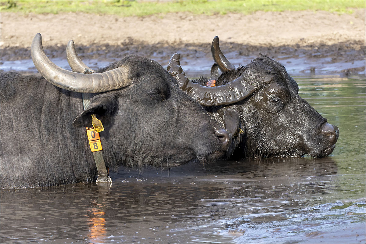 waterbuffelboerderij