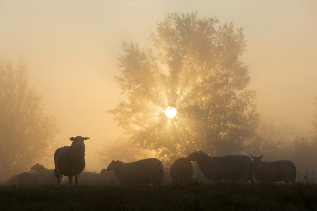 fotograaf boerenbedrijf