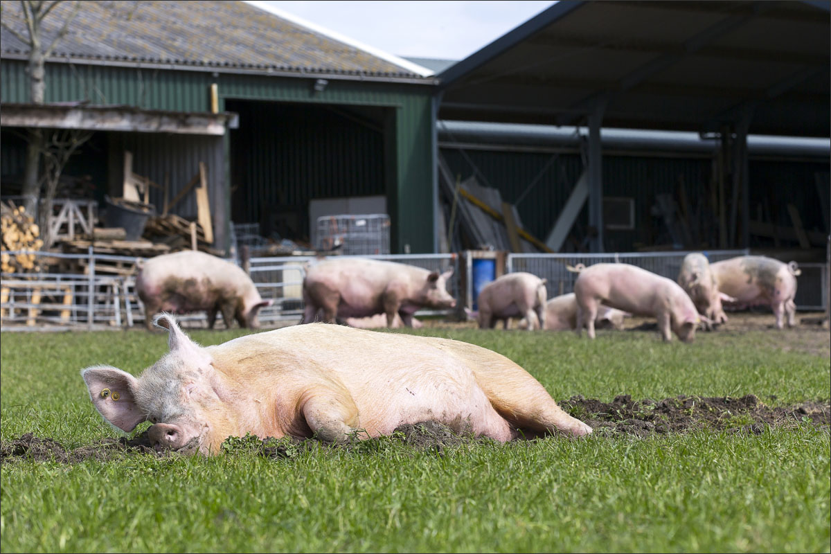 biologische varkenshouderij