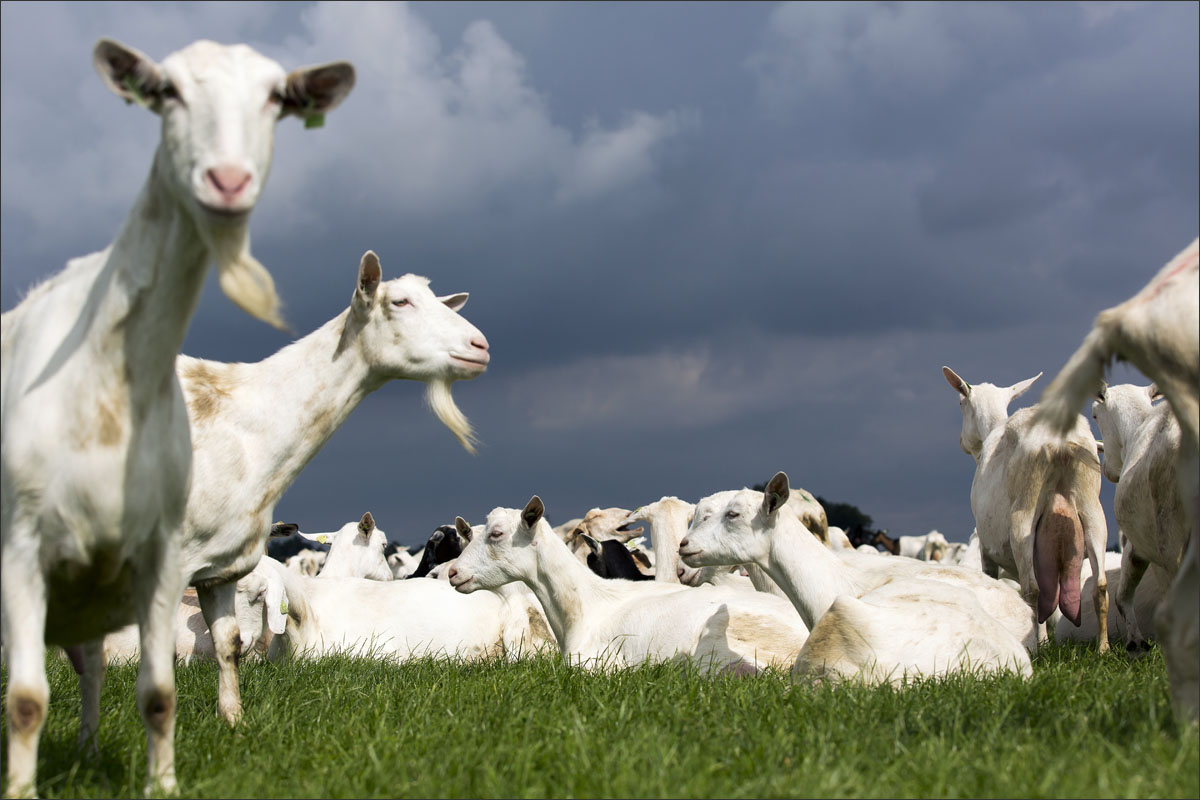 geiten boerderij