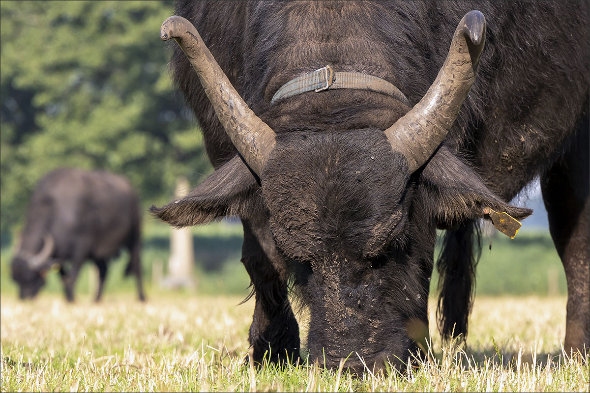 waterbuffelboerderij