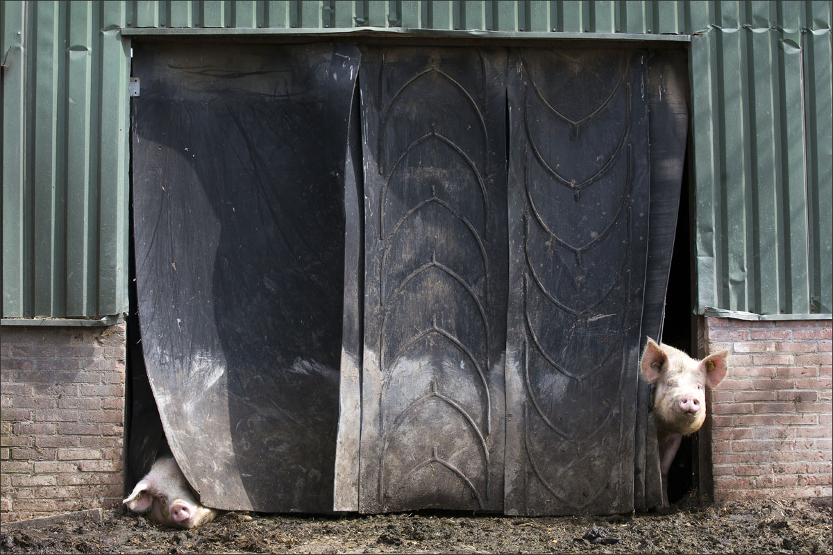 biologische varkenshouderij