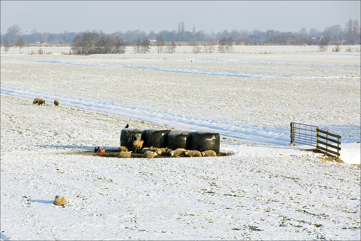 schapen voeren winter