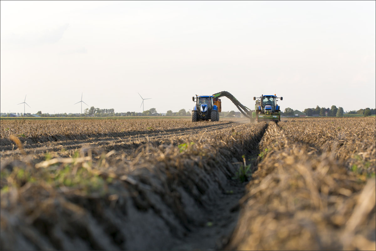 aardappelen rooien