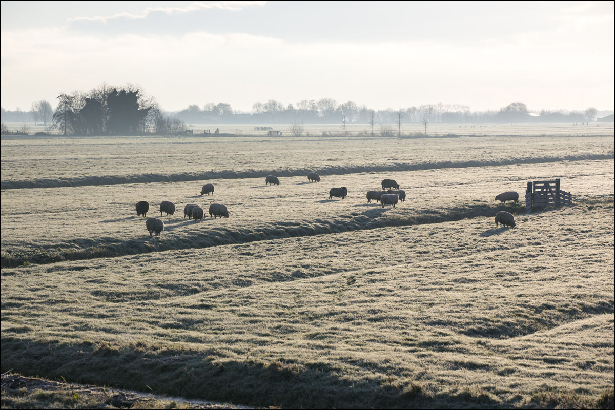 schapen weide