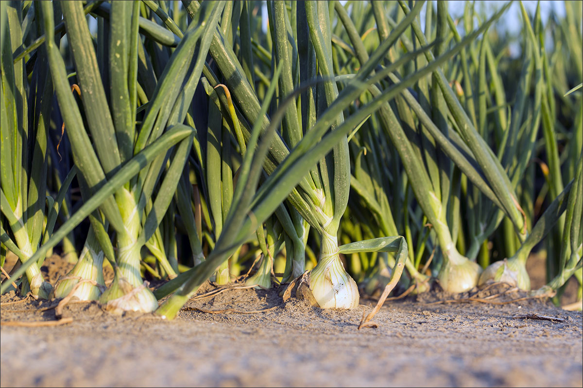 akkerbouw uien teelt