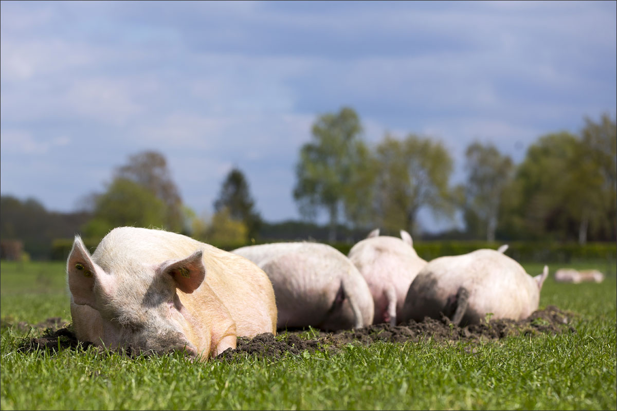 biologische varkens