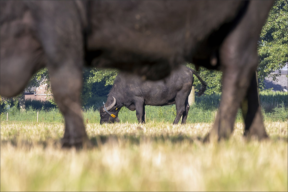 waterbuffelboerderij