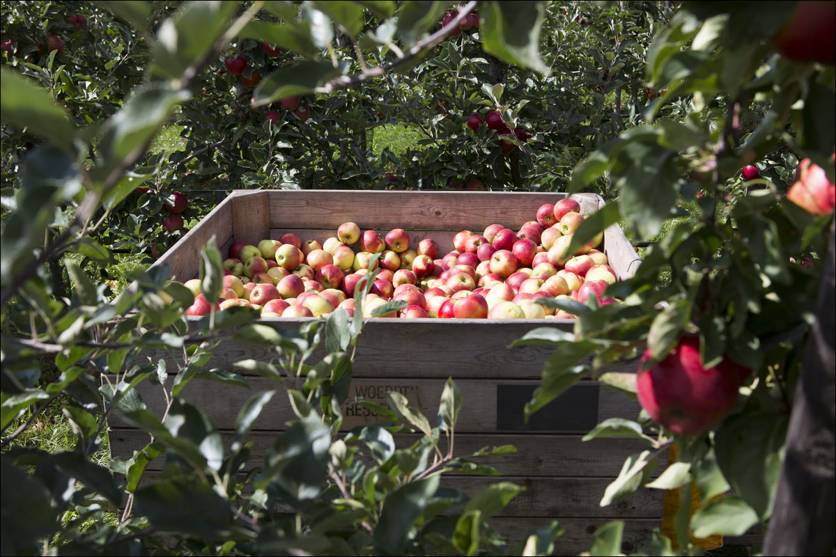 appels plukken