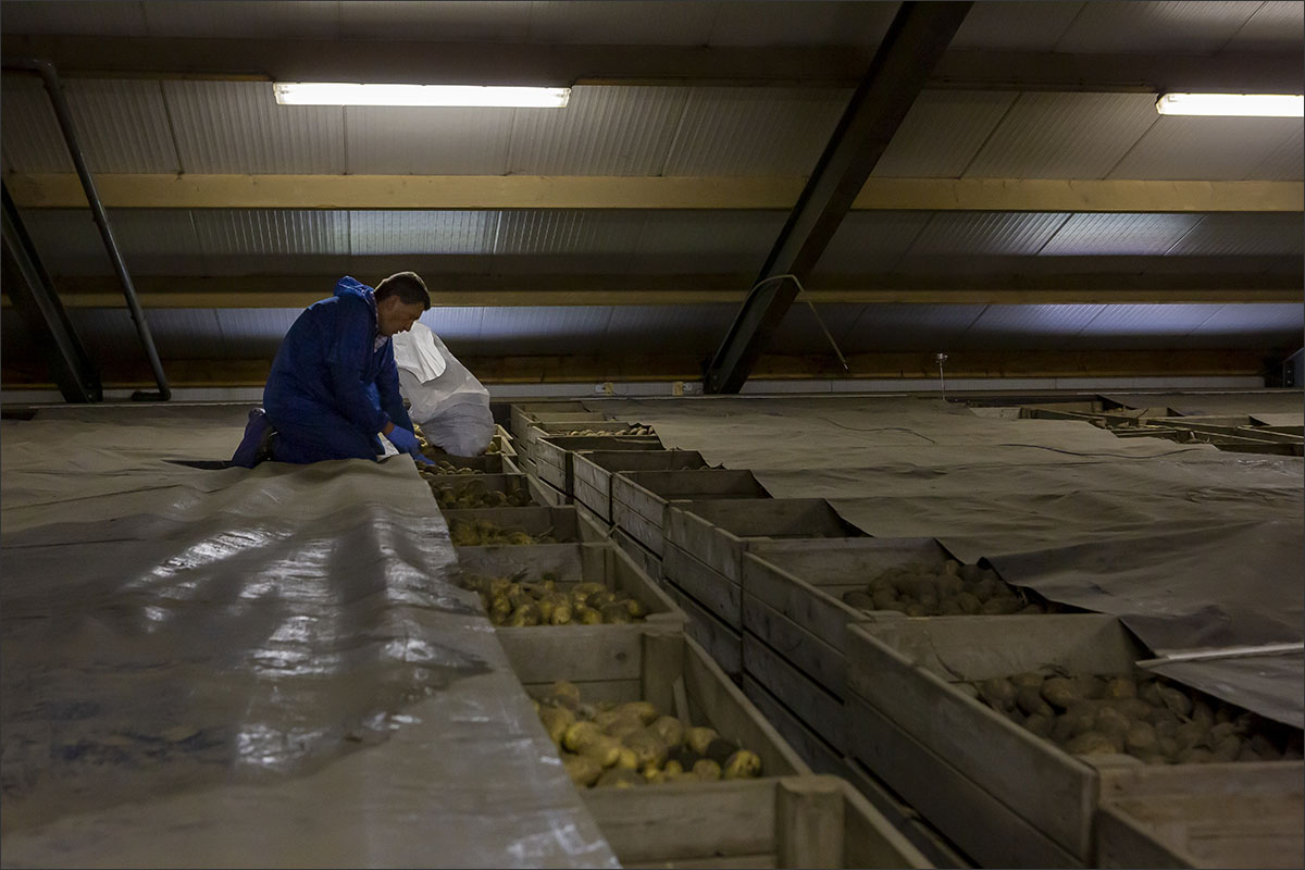 aardappelen controleren ziekte