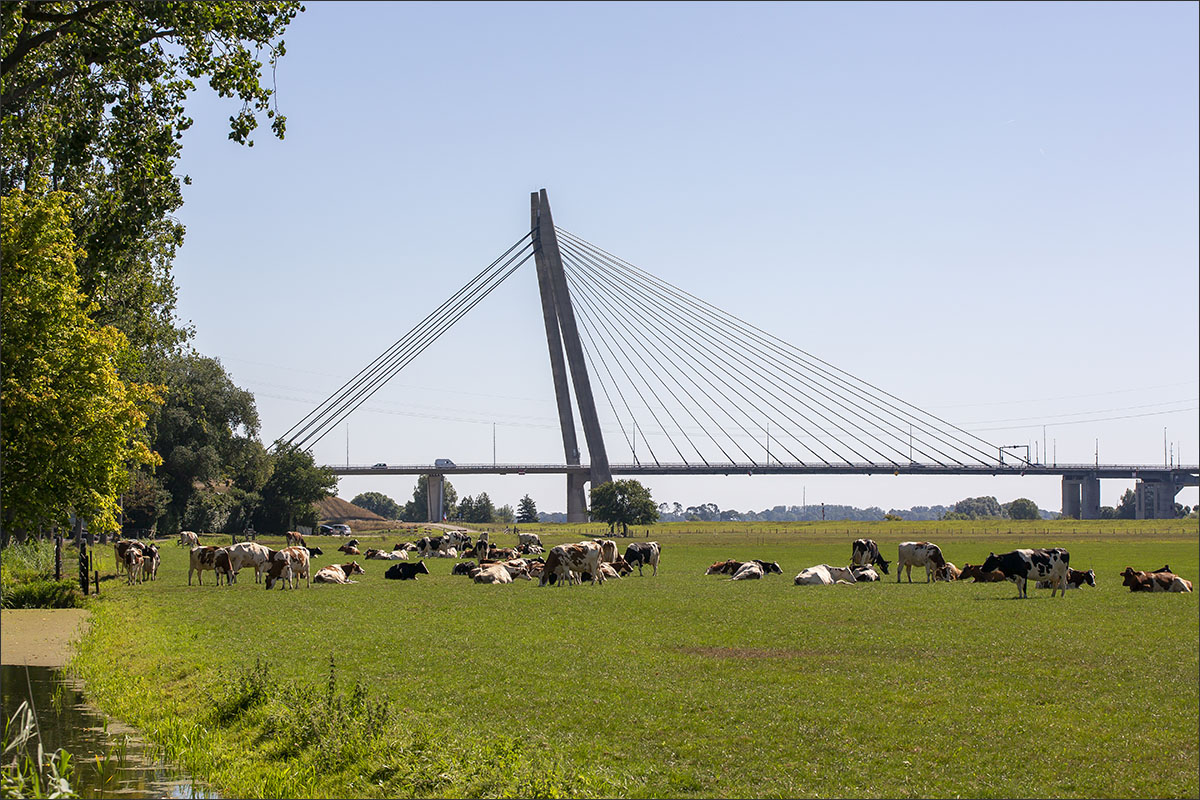 eilandbrug koeien