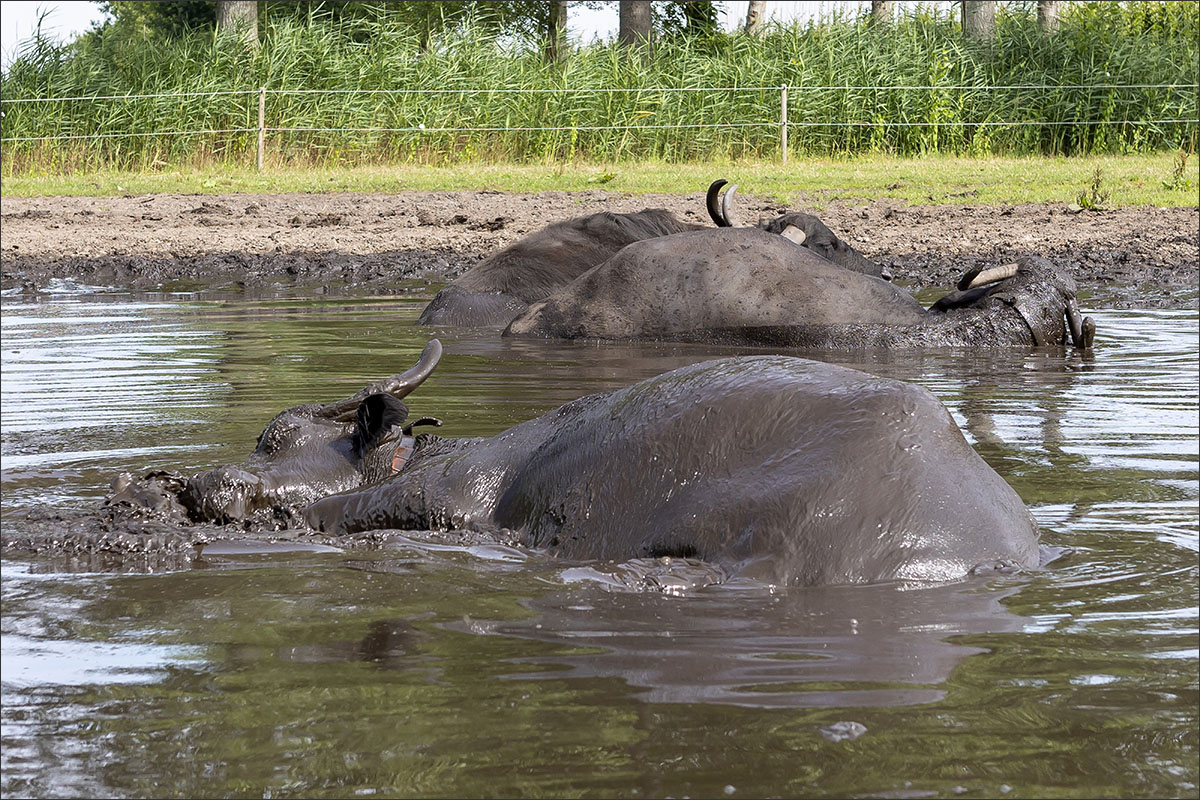 waterbuffels poel